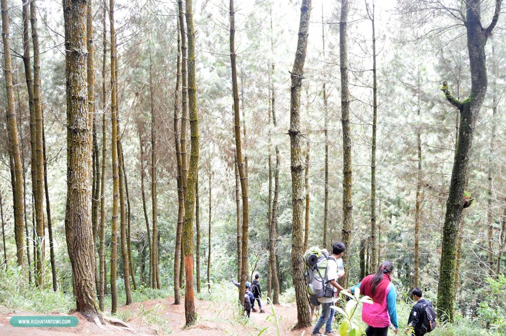 cerita-perjalanan-hutan-gunung-andong